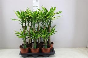 Dracaena fra. Lemon Lime 2PP