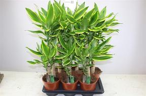Dracaena fra. Lemon Lime 2PP