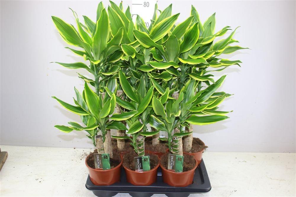 Dracaena fra. Lemon Lime 2PP
