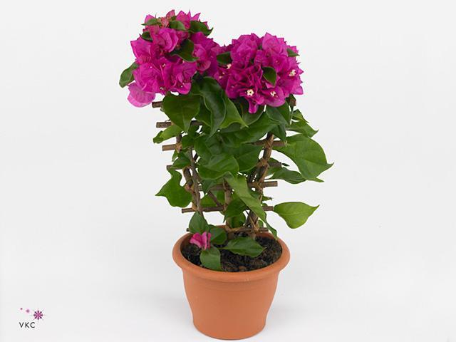 Bougainvillea Sanderiana