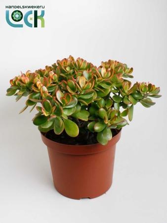Crassula ovata