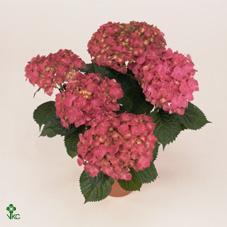 Hydrangea mix 3+