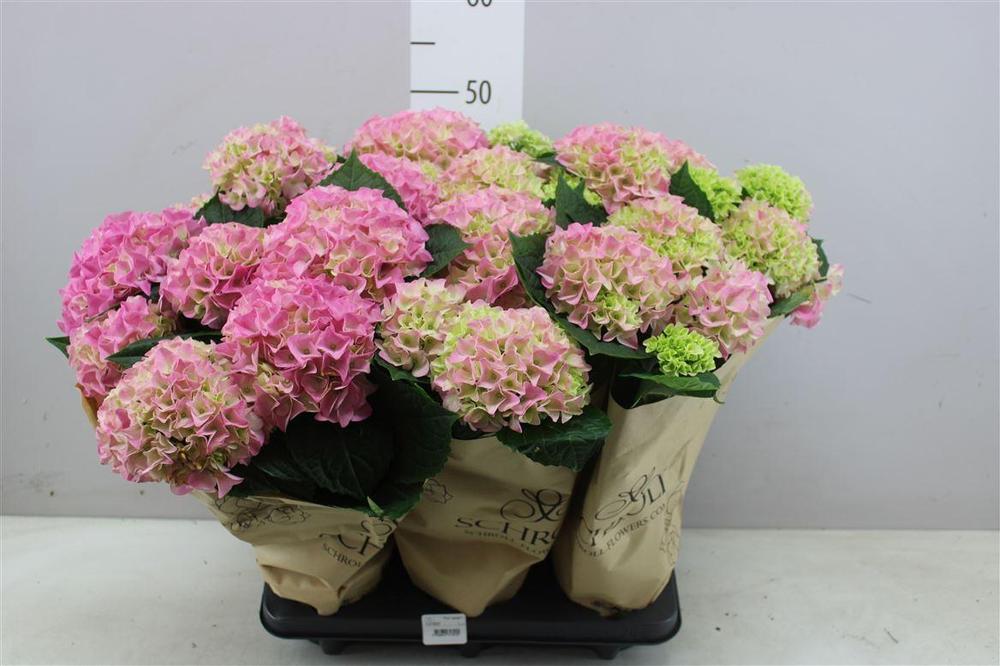 Hydrangea mix 3+