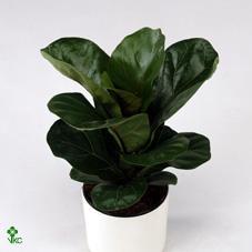 Ficus lyrata 3PP