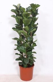 Ficus lyrata 3PP