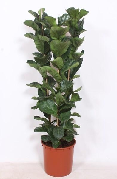Ficus lyrata 3PP
