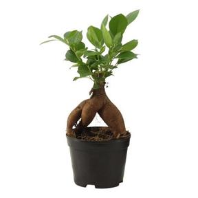 Ficus microcarpa Ginseng