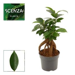 Ficus microcarpa Ginseng