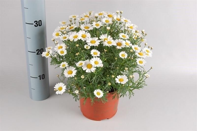Chrysanthemum frutescens