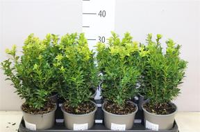 Buxus semp.