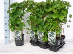 Hydrangea anomala petiolaris