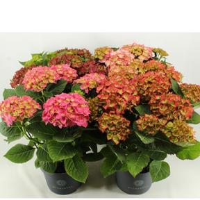 Hydrangea macr. mix 12+