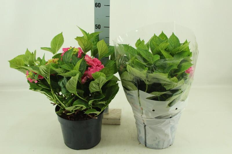 Hydrangea macr. Blue 12+