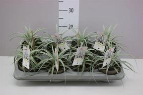Tillandsia Xerografica