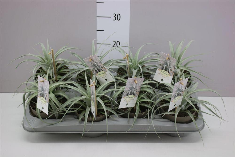 Tillandsia Xerografica