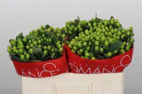 Hypericum lucky romance