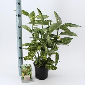 Aucuba japonica