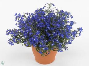 Lobelia mix CZ