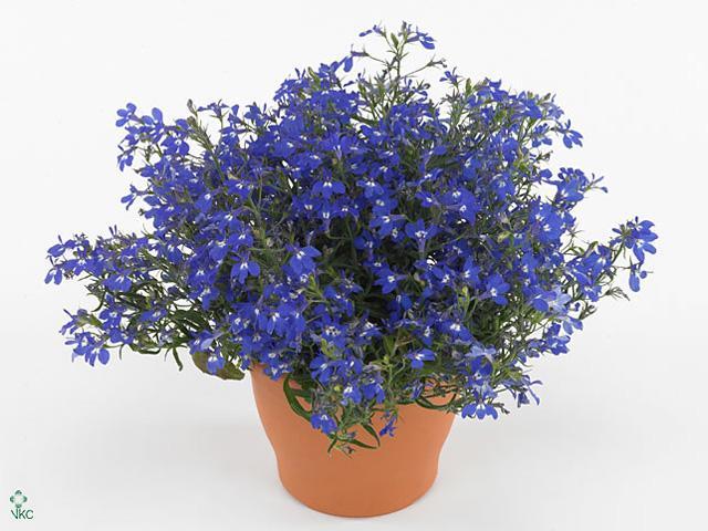 Lobelia mix CZ