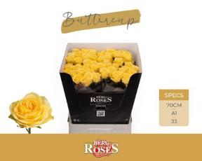 Rosa gr buttercup