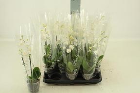 Phalaenopsis white 2tak