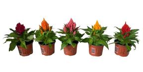 Celosia plumosa mix
