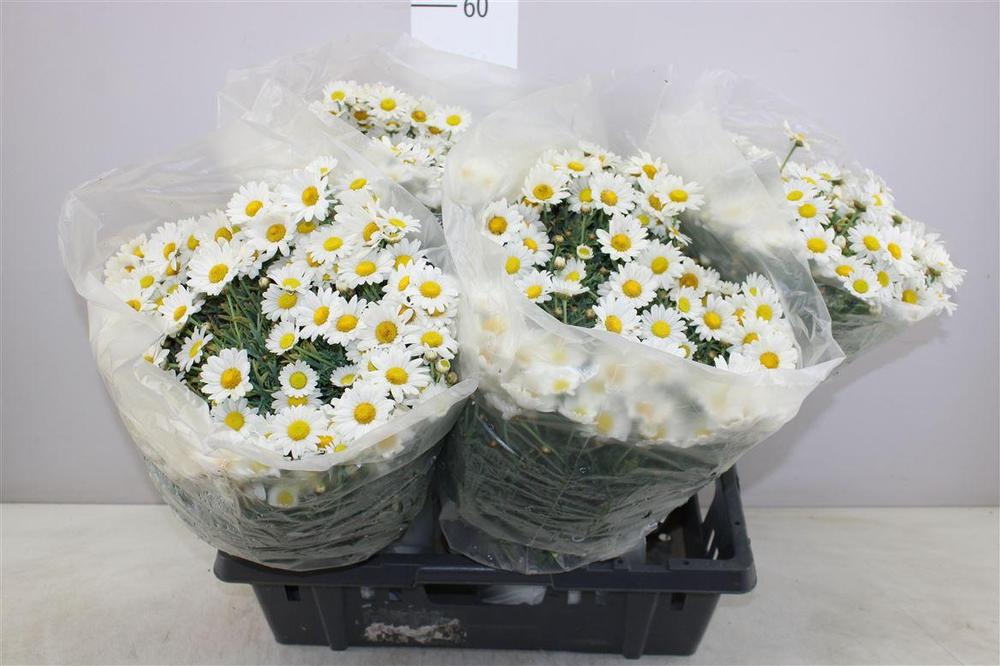 Chrysanthemum frutescens