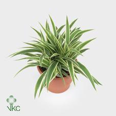 Chlorophytum Ocean