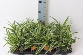 Chlorophytum Ocean