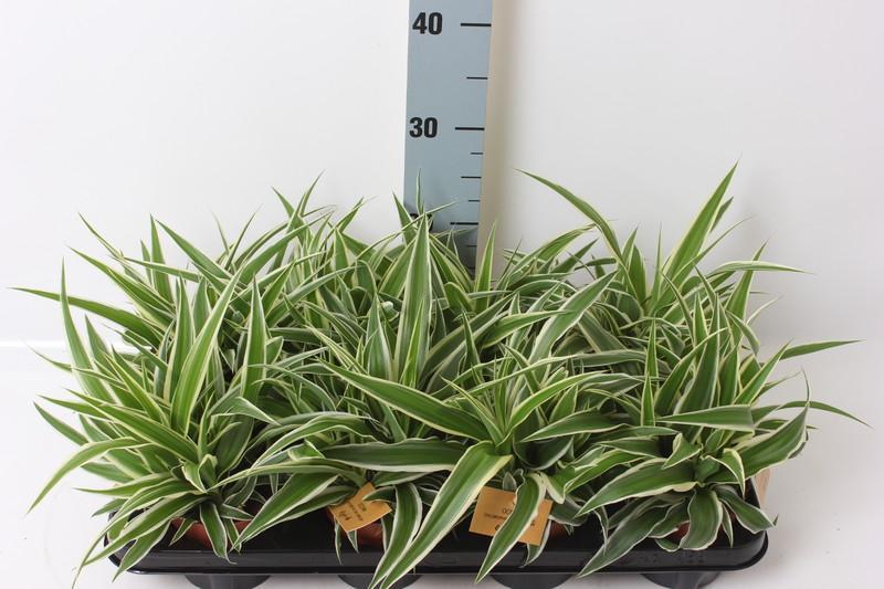 Chlorophytum Ocean