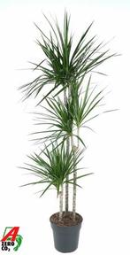 Dracaena marginata 90-45-15