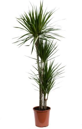 Dracaena marginata 90-45-15