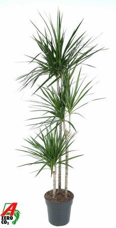 Dracaena marginata 90-45-15