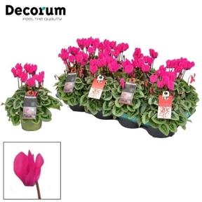 Ficus microcarpa Ginseng