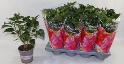 Hibiscus rosa-sin. mix
