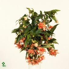 Begonia Tenella mix