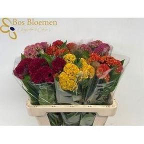 Celosia mix bucket
