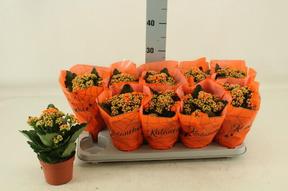 Kalanchoe plnokvětá oranž