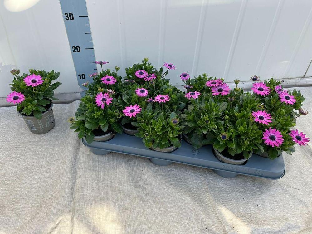 Osteospermum mix