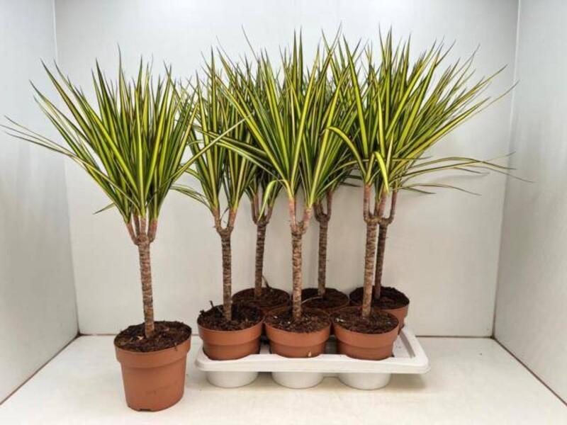 Dracaena marg. Sunray