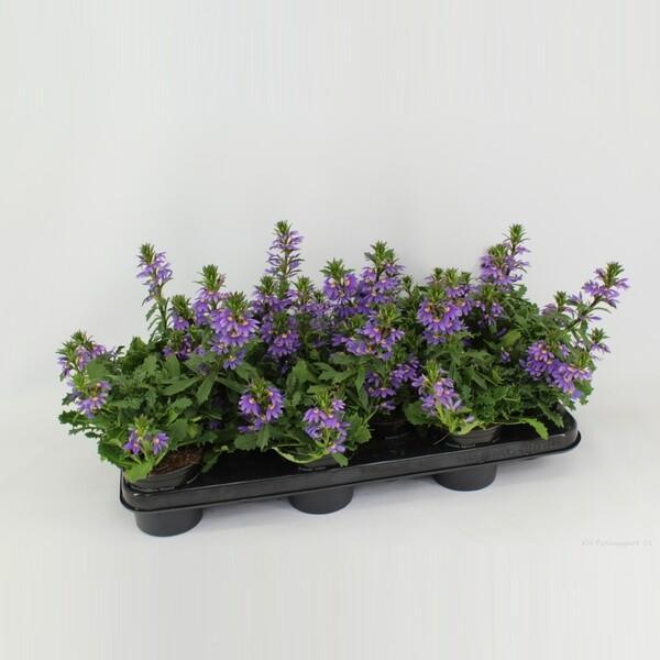 Scaevola mix