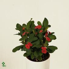 Euphorbia milii pink