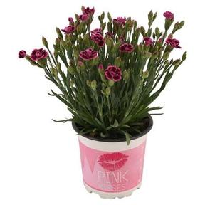 Euphorbia milii pink