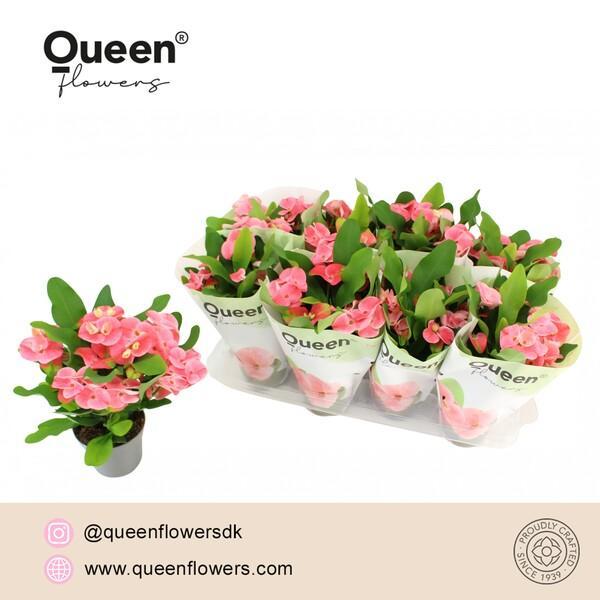 Euphorbia milii pink