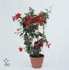 Mandevilla Sundevilla mix