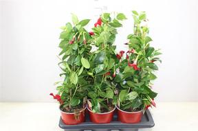 Mandevilla Sundevilla mix