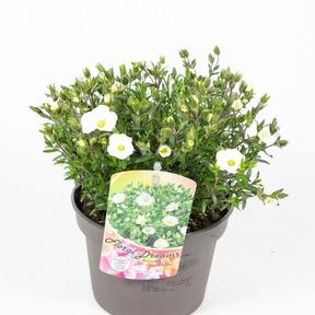 Arenaria montana