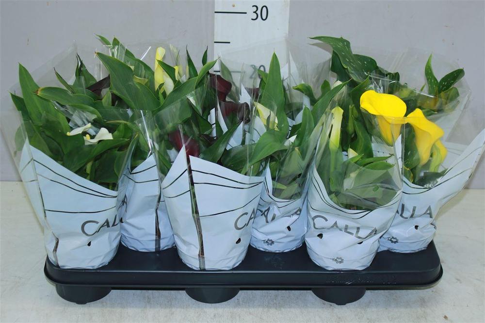 Zantedeschia mix