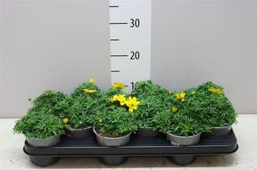 Bidens NL