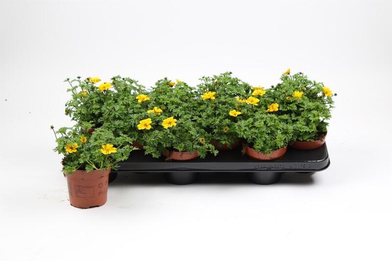 Bidens NL